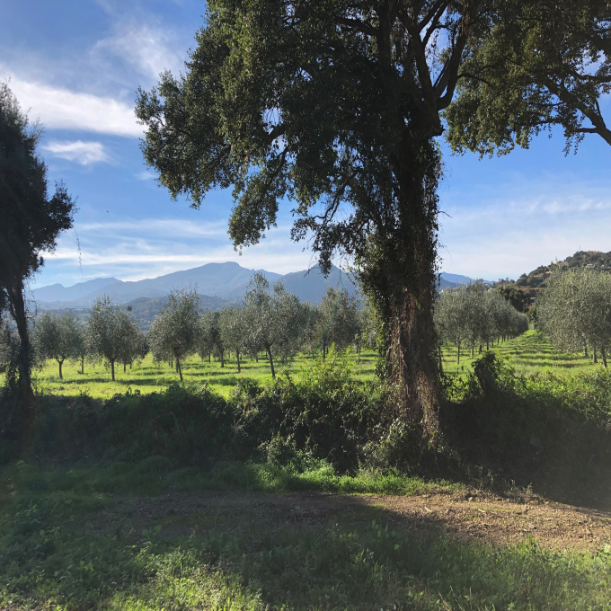 Offres de vente Terrain Folelli (20213)